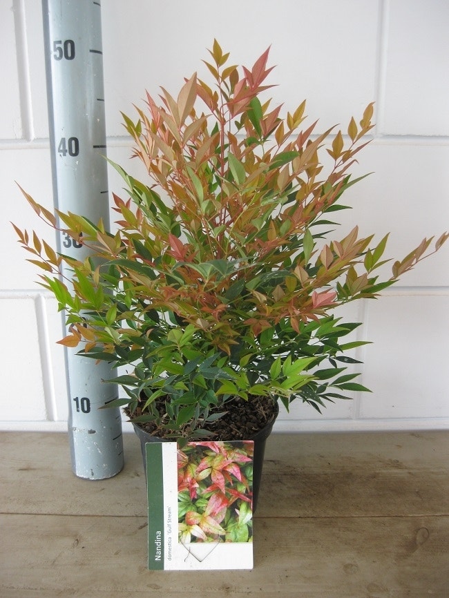  Hemelse Bamboe (Nandina Domestica 'Gulf Stream')