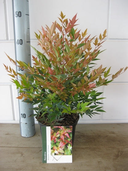  Hemelse Bamboe (Nandina Domestica 'Gulf Stream')