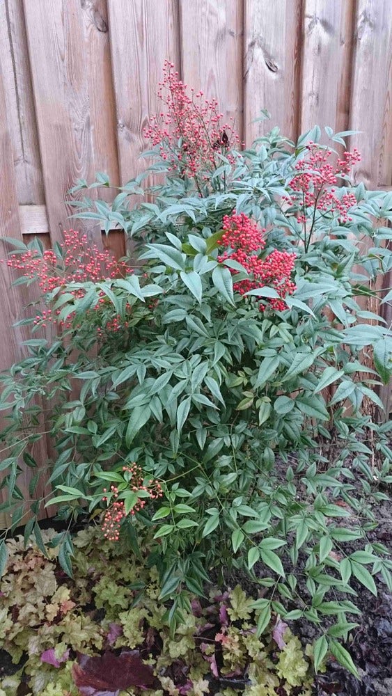  Hemelse Bamboe (Nandina Domestica)