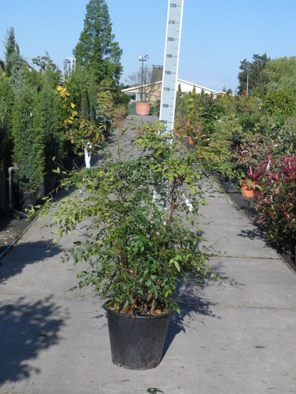  Hemelse Bamboe (Nandina Domestica)