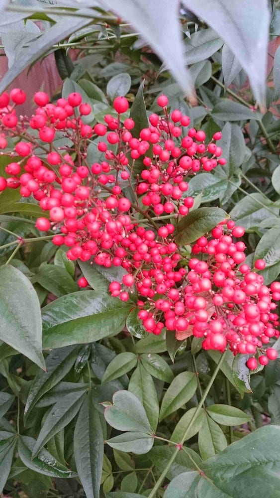  Hemelse Bamboe (Nandina Domestica)
