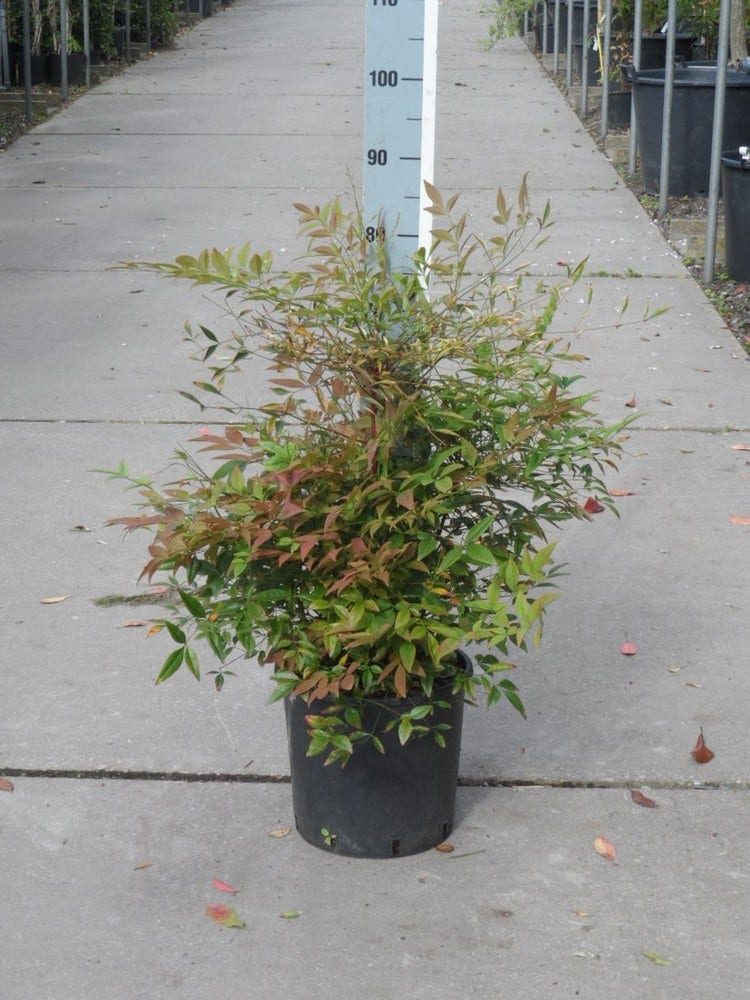  Hemelse Bamboe (Nandina Domestica)
