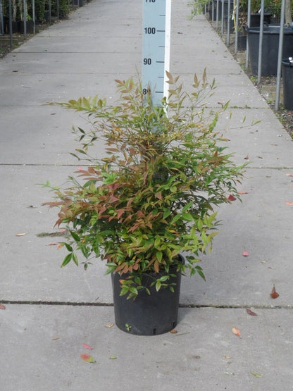  Hemelse Bamboe (Nandina Domestica)