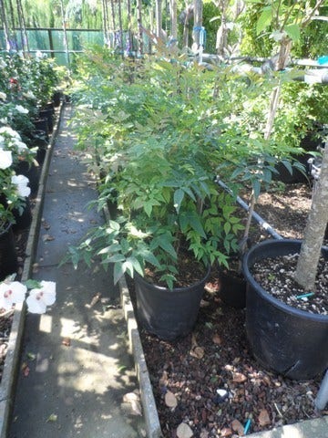  Hemelse Bamboe (Nandina Domestica)