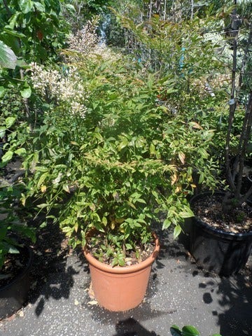  Hemelse Bamboe (Nandina Domestica)