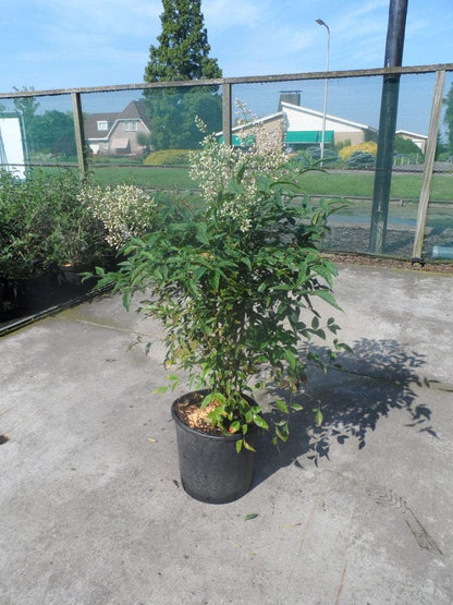  Hemelse Bamboe (Nandina Domestica)