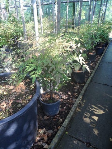  Hemelse Bamboe (Nandina Domestica)