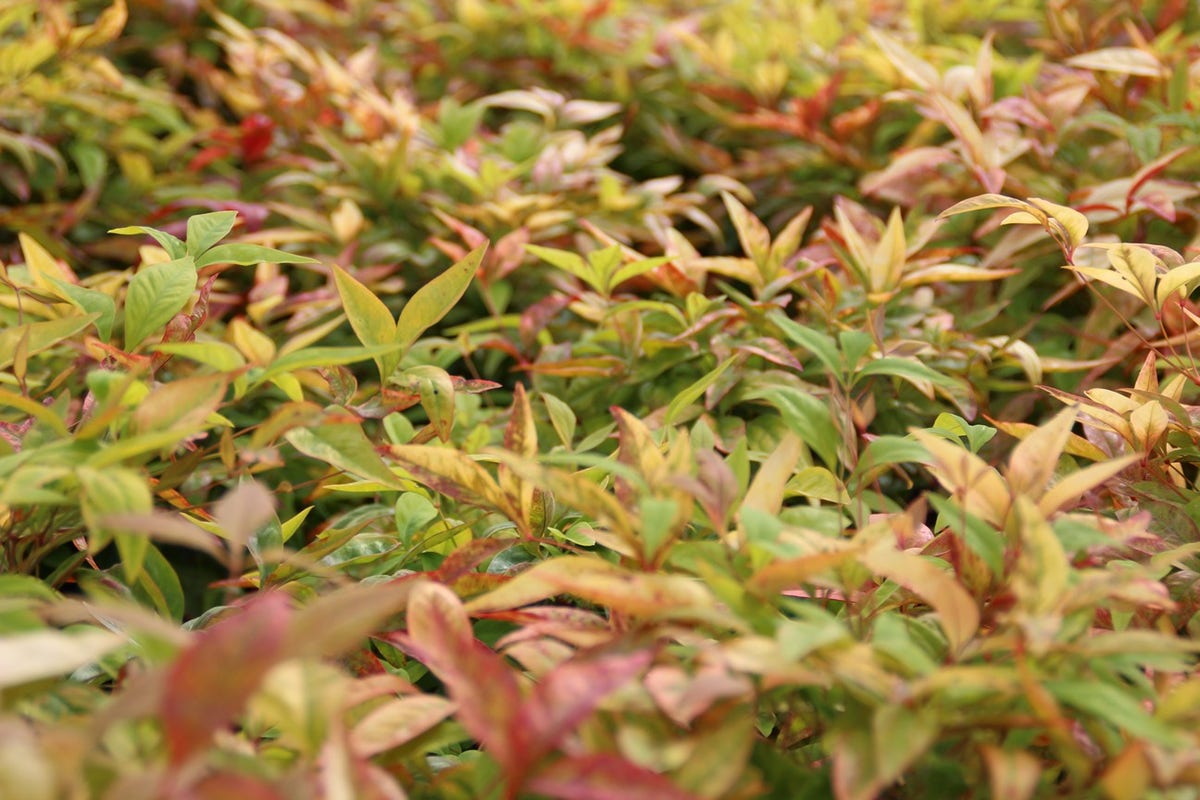  Hemelse Bamboe (Nandina Domestica 'Fire Power')