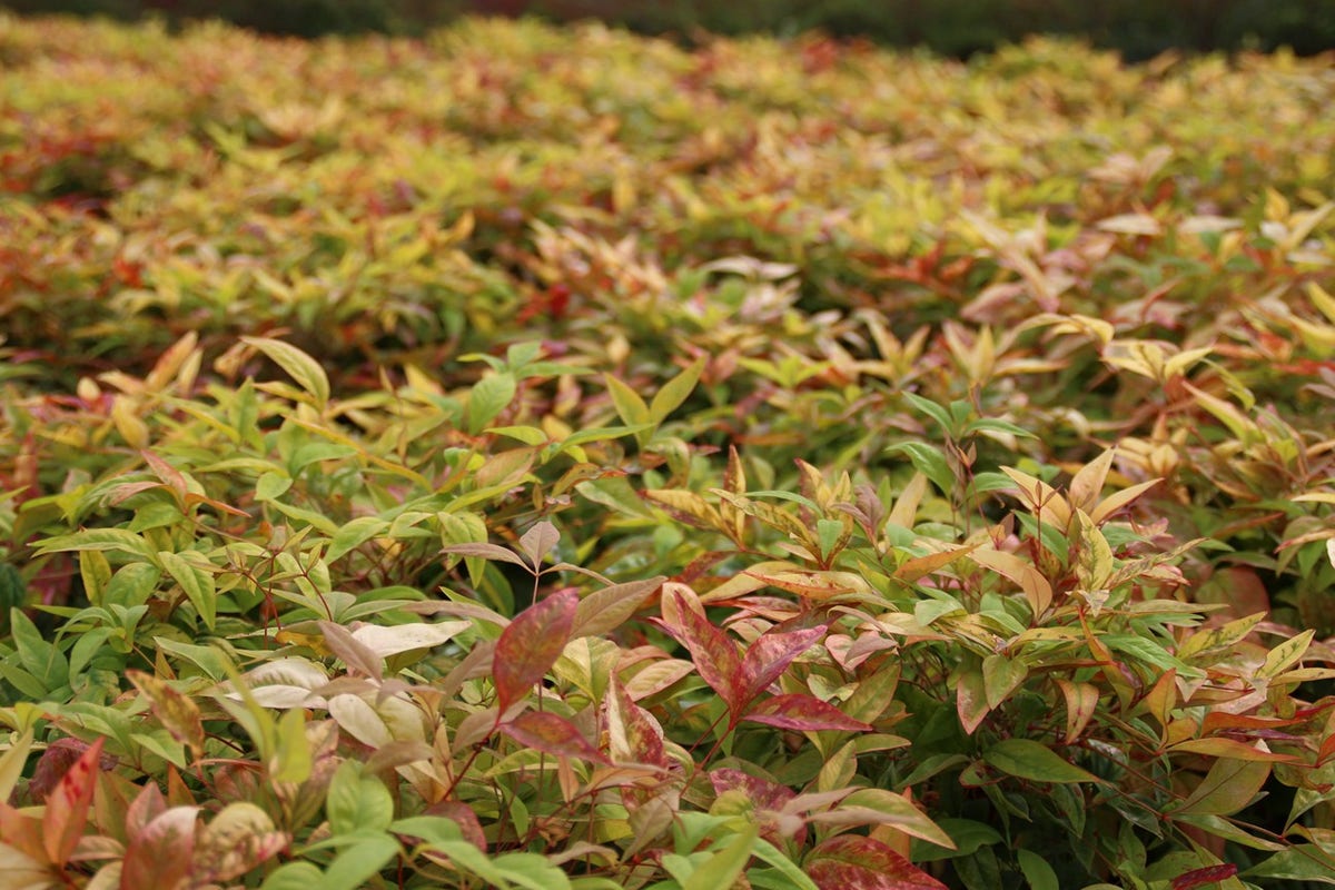  Hemelse Bamboe (Nandina Domestica 'Fire Power')