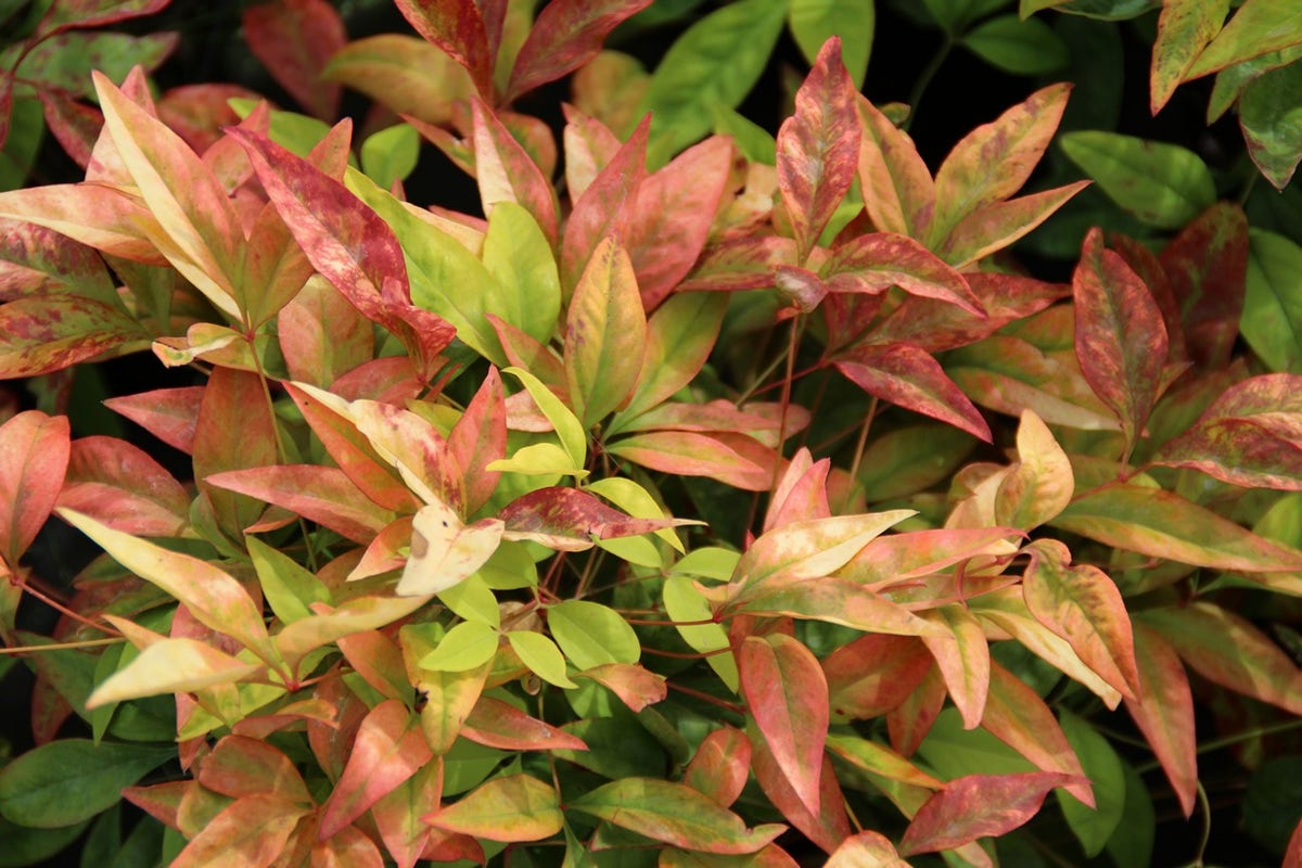  Hemelse Bamboe (Nandina Domestica 'Fire Power')