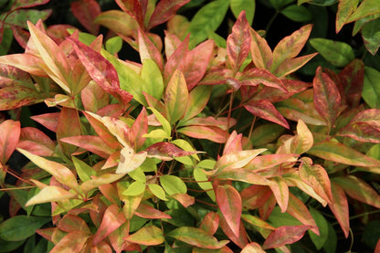  Hemelse Bamboe (Nandina Domestica 'Fire Power')