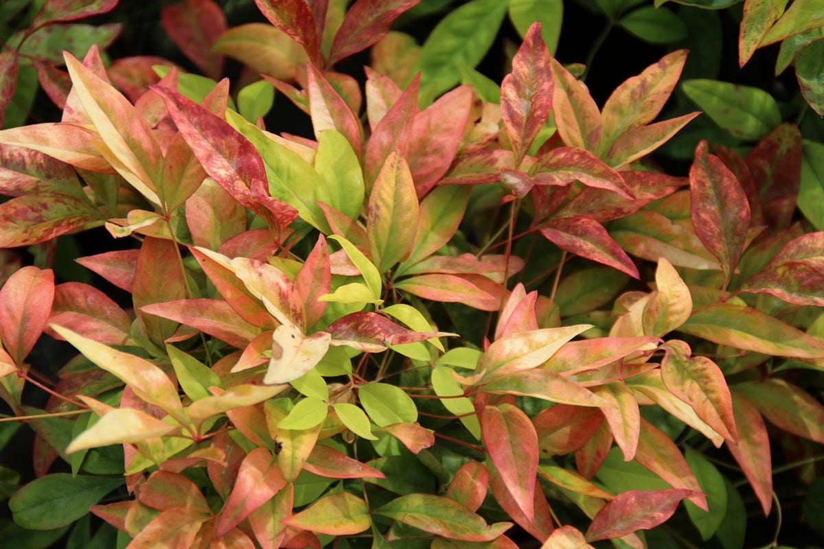  Hemelse Bamboe (Nandina Domestica 'Fire Power')