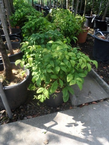  Hemelse Bamboe (Nandina Domestica 'Fire Power')