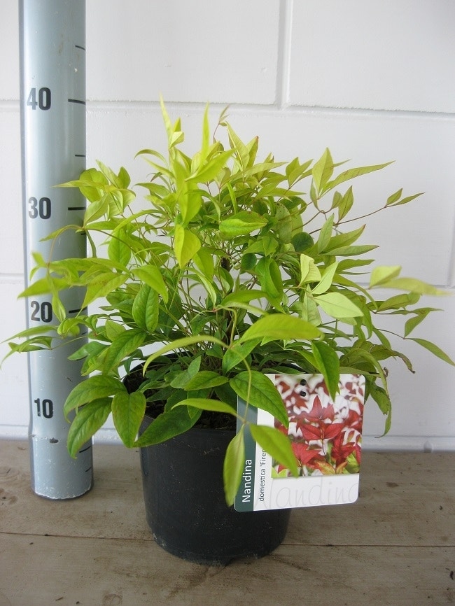  Hemelse Bamboe (Nandina Domestica 'Fire Power')