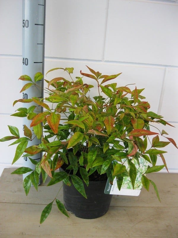  Hemelse Bamboe (Nandina Domestica 'Fire Power')