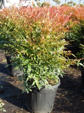  Hemelse Bamboe (Nandina Domestica 'Gulf Stream')