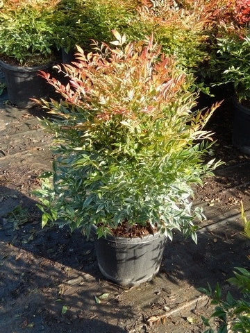 Hemelse Bamboe (Nandina Domestica 'Gulf Stream')