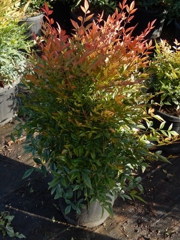  Hemelse Bamboe (Nandina Domestica 'Gulf Stream')