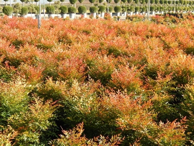  Hemelse Bamboe (Nandina Domestica 'Gulf Stream')