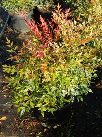  Hemelse Bamboe (Nandina Domestica 'Gulf Stream')