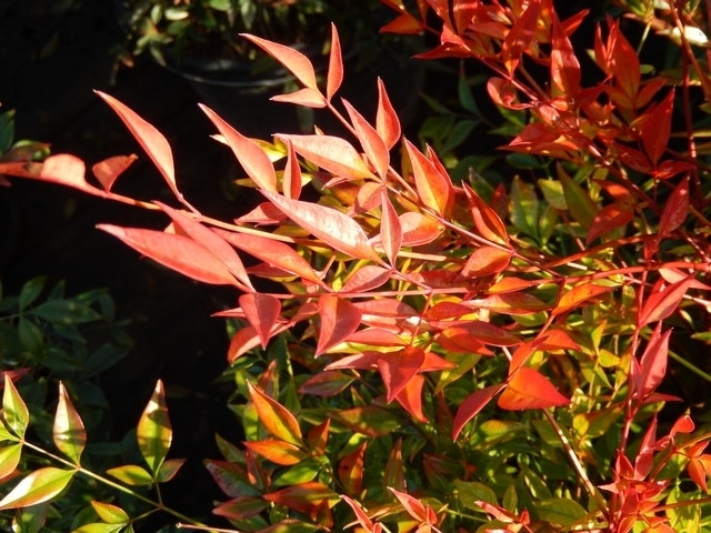  Hemelse Bamboe (Nandina Domestica 'Gulf Stream')