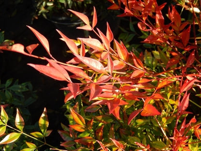  Hemelse Bamboe (Nandina Domestica 'Gulf Stream')