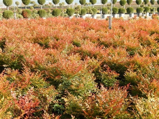  Hemelse Bamboe (Nandina Domestica 'Gulf Stream')