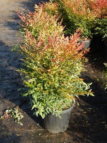  Hemelse Bamboe (Nandina Domestica 'Gulf Stream')