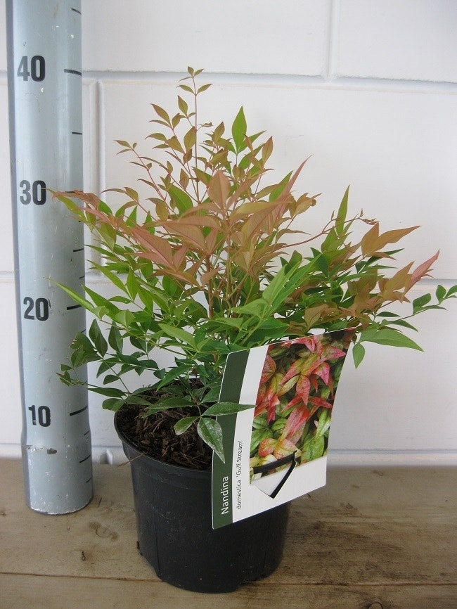  Hemelse Bamboe (Nandina Domestica 'Gulf Stream')