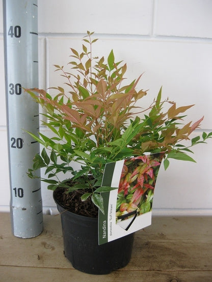  Hemelse Bamboe (Nandina Domestica 'Gulf Stream')