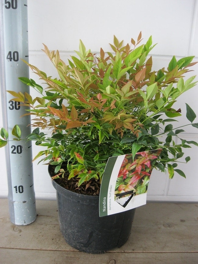  Hemelse Bamboe (Nandina Domestica 'Gulf Stream')