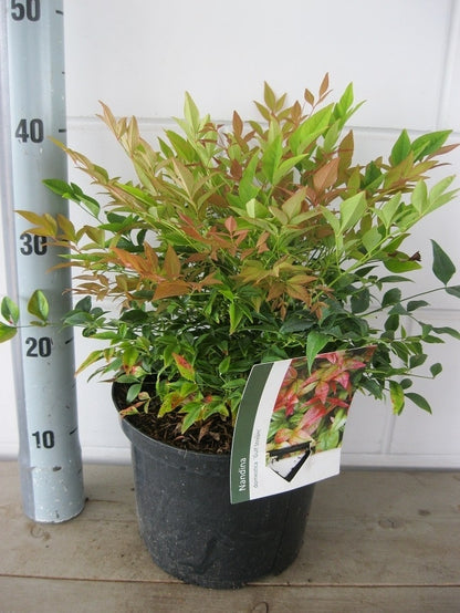  Hemelse Bamboe (Nandina Domestica 'Gulf Stream')