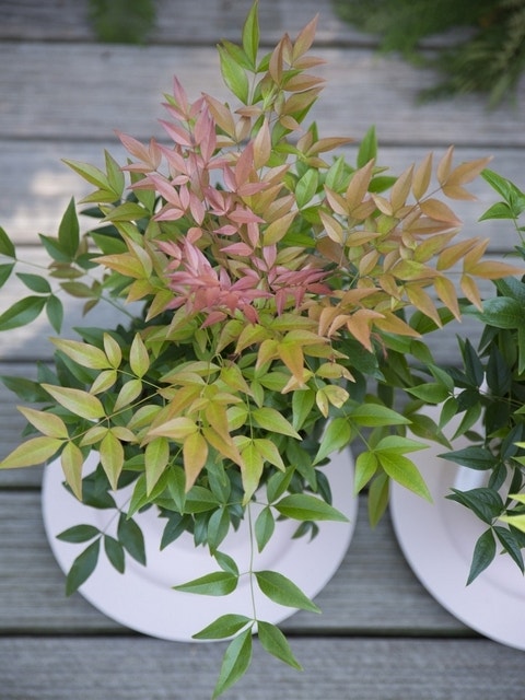  Hemelse Bamboe (Nandina Domestica ''Obsessed')