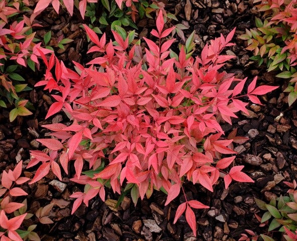 Hemelse Bamboe (Nandina Domestica ''Obsessed')
