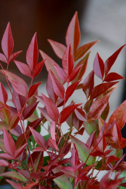  Hemelse Bamboe (Nandina Domestica ''Obsessed')