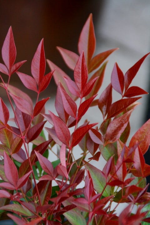  Hemelse Bamboe (Nandina Domestica ''Obsessed')