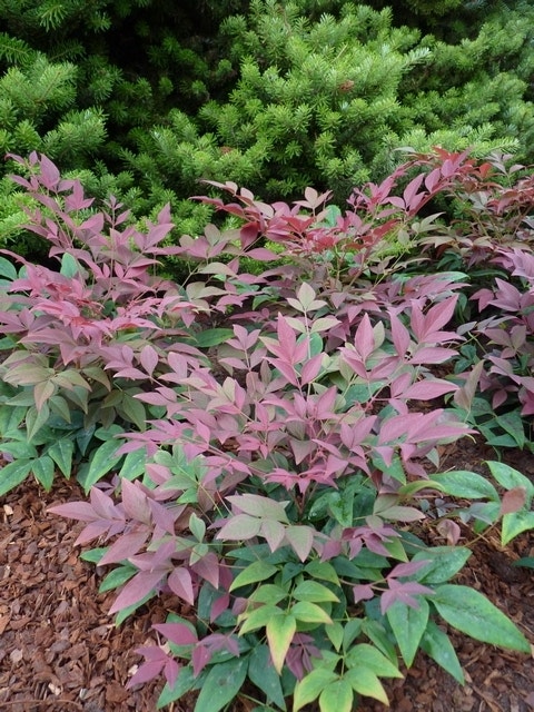  Hemelse Bamboe (Nandina Domestica ''Obsessed')