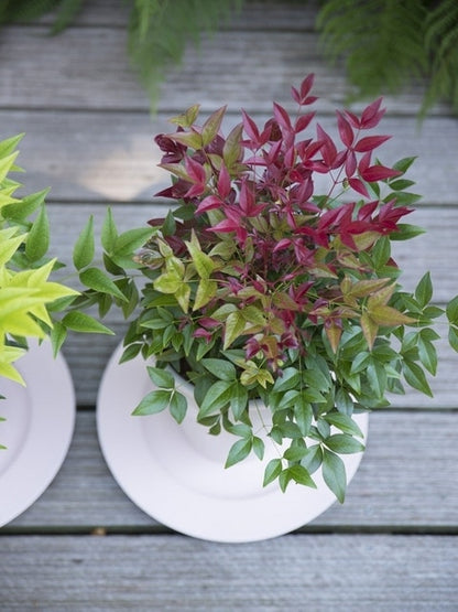  Hemelse Bamboe (Nandina Domestica ''Obsessed')
