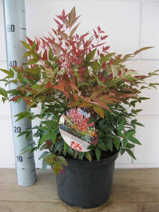  Hemelse Bamboe (Nandina Domestica ''Obsessed')