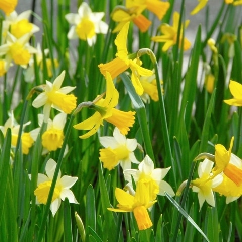  Narcissen Kleinbloemig Mix