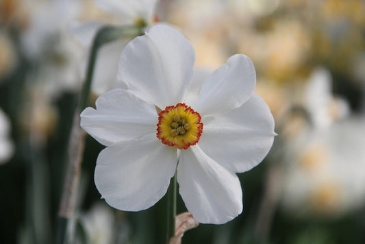  Narcis (Narcissus 'Actaea')