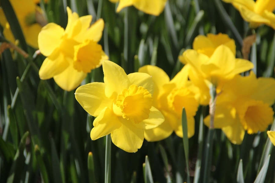  Narcis (Narcissus 'Arkle')
