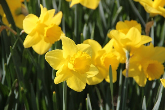  Narcis (Narcissus 'Arkle')