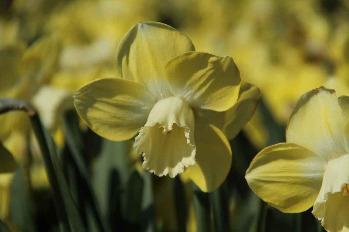  Narcis (Narcissus 'Avalon')