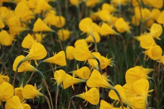  Narcis (Narcissus 'Oxford Gold')