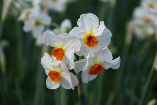  Narcis (Narcissus 'Cragford')