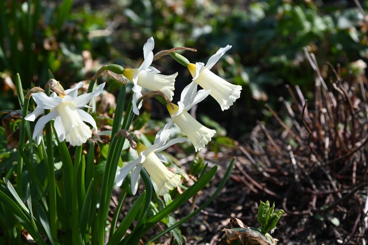  Narcis (Narcissus 'Elka')