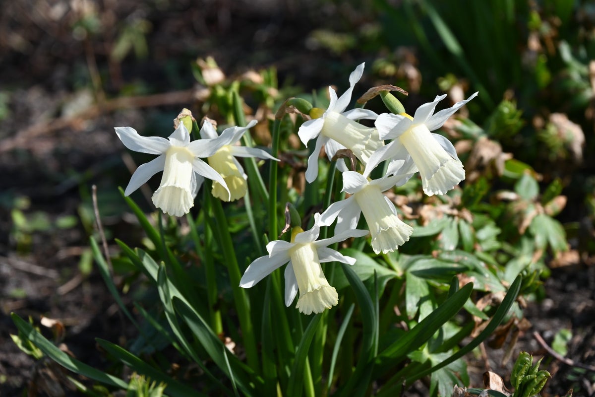  Narcis (Narcissus 'Elka')