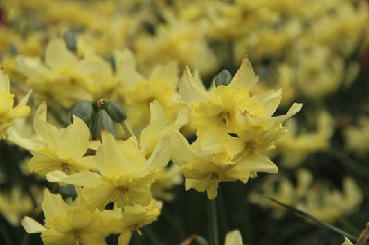 Narcis (Narcissus 'Exotic Mystery')