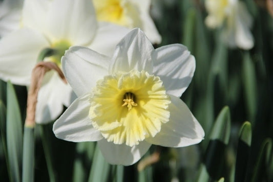  Narcis (Narcissus 'Ice Follies')